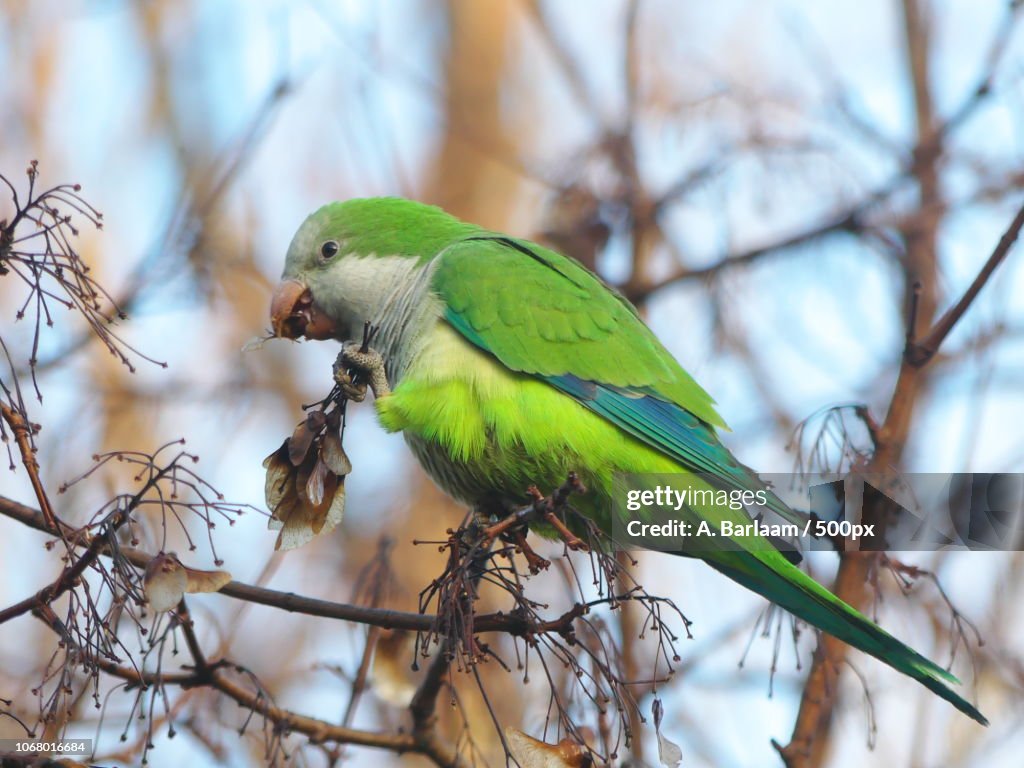 Parakeet perching on tree branch close-up