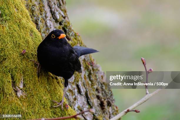 black bird with orange beak sitting on tree trunk in close up. - black bird with orange beak stock pictures, royalty-free photos & images