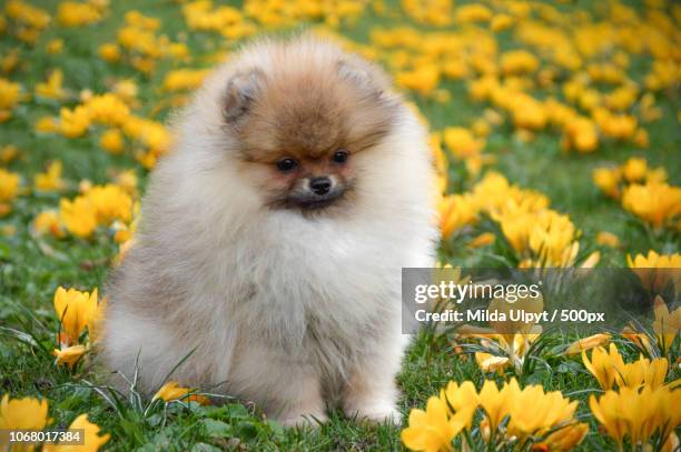 pomeranian dog sitting among yellow flowers - pomeranio fotografías e imágenes de stock