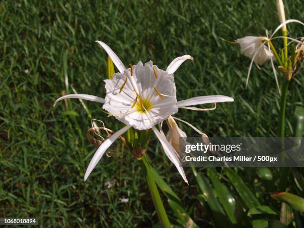 cahaba lily (hymenocallis coronaria) flower - hymenocallis coronaria stock pictures, royalty-free photos & images