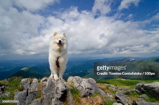 samoyed dog in mountains - samojeed stockfoto's en -beelden