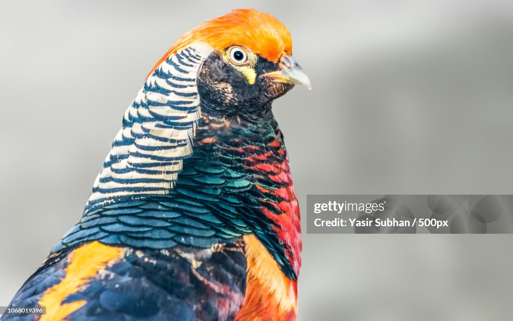 Close-up of colorful pheasant