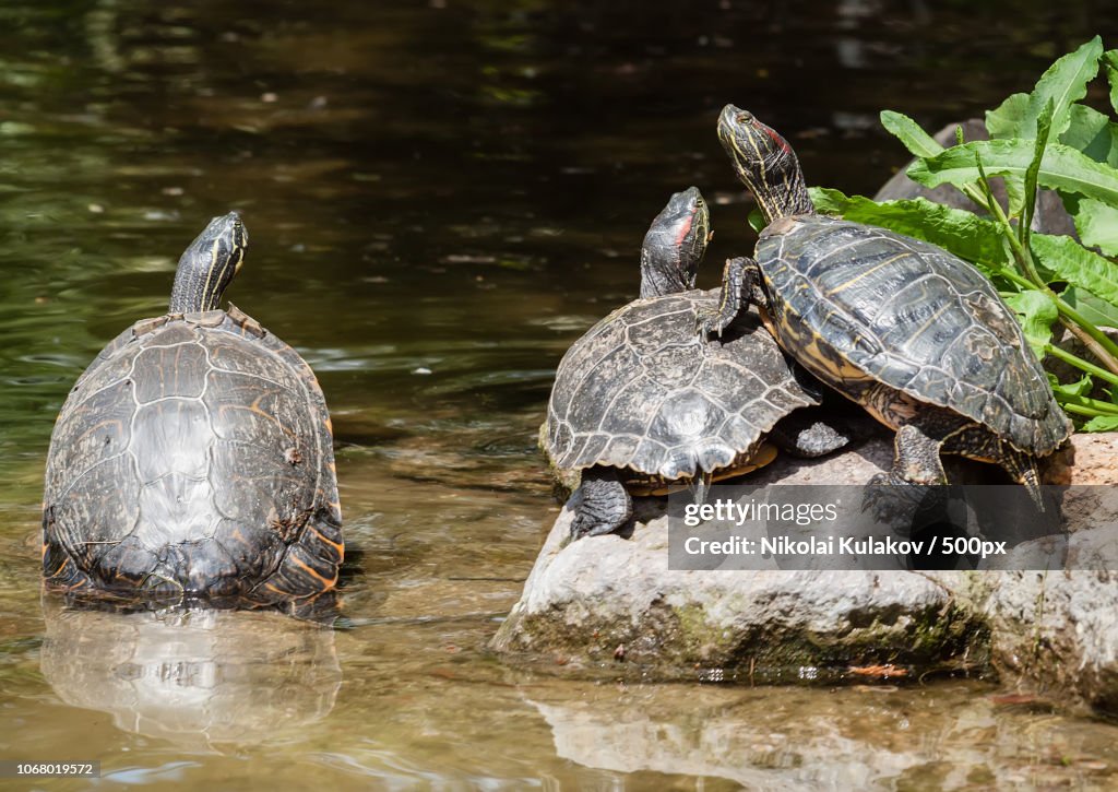 playstation 3 turtles playstation 3 turtles