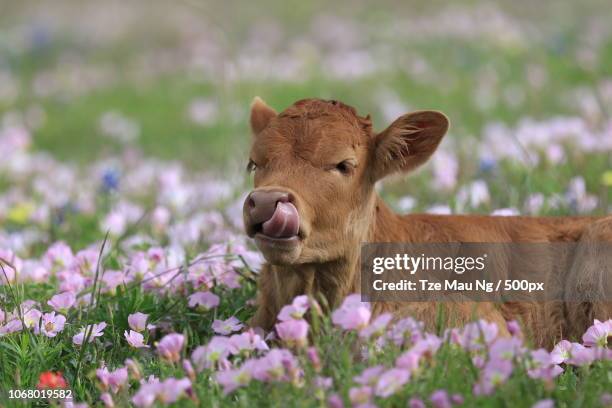 calf lying in meadow - calf stockfoto's en -beelden