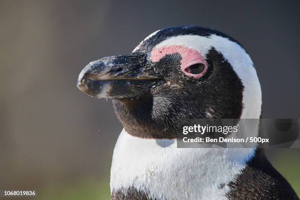 head of african penguin - african penguin stock-fotos und bilder