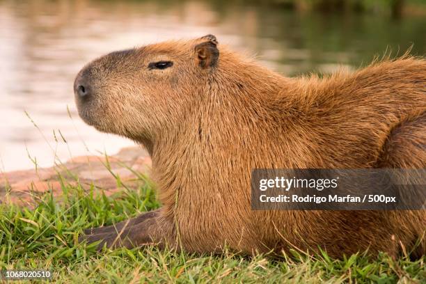 capybara resting near water - poncho fotografías e imágenes de stock