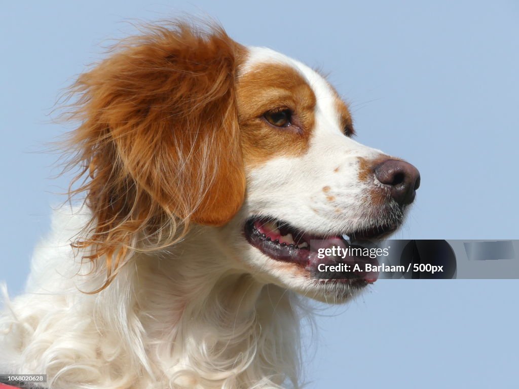 Closeup on Brittany Spaniels head