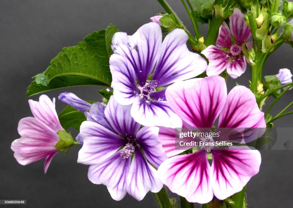 Malva sylvestris