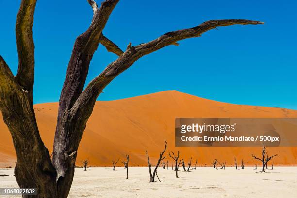 scenic view of dead trees in desert at deadvlei, namib desert - dead vlei namibia fotografías e imágenes de stock