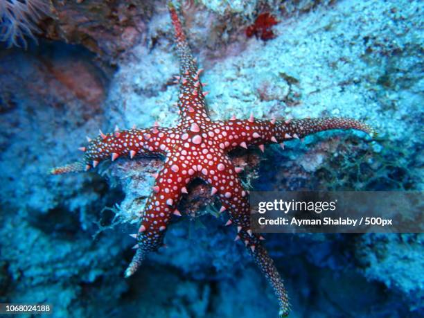 sea star underwater - starfish stock-fotos und bilder