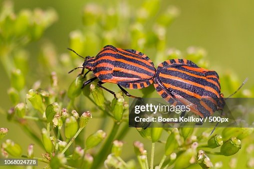 Shield bug (Palomena prasina) on plant Shield bug (Palomena prasina) on plant