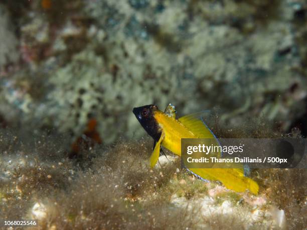 male black-faced blenny (tripterygion delaisi) during breeding season - black blenny stock pictures, royalty-free photos & images