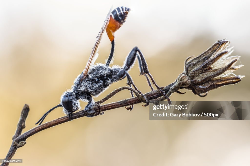 Close up of insect perching on branch