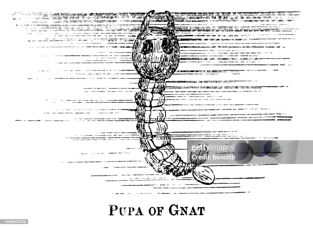 Pupa of Gnat