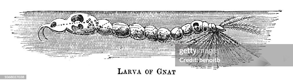 Larve der Mücke