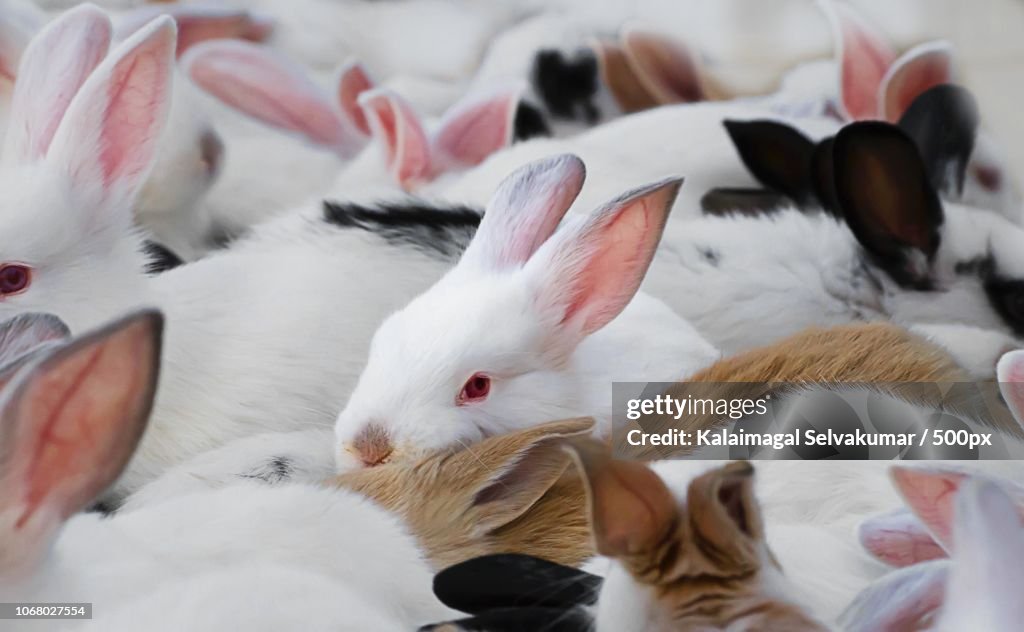Bundle of fluffy rabbits