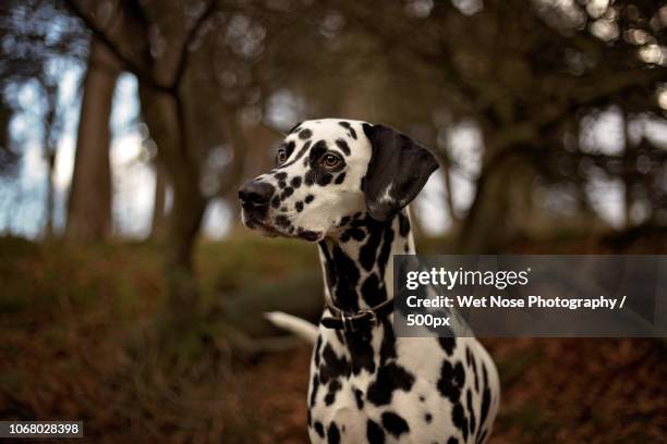 photo by: wet nose photography / 500px - dalmatian ストックフォトと画像