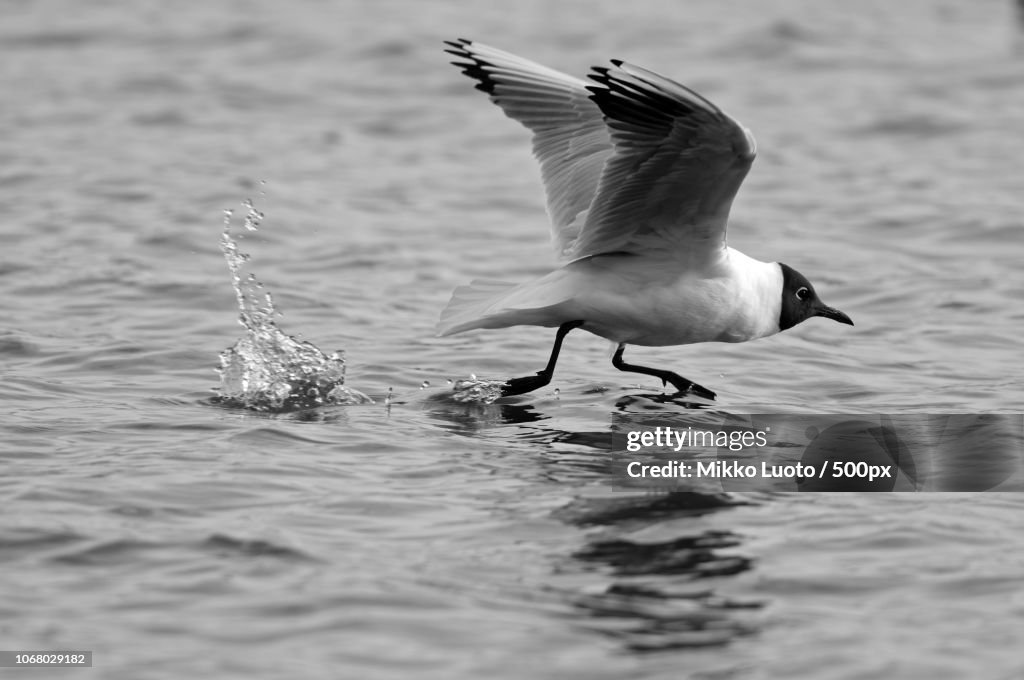 Seagull touching water with feet .