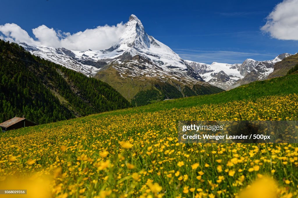 Flower meadow and mountains