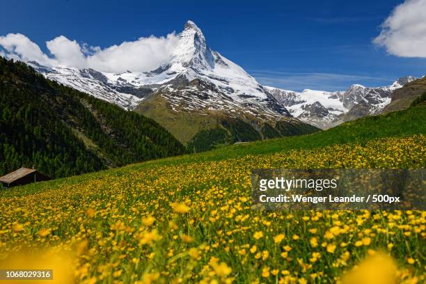 flower meadow and mountains - schweizer alpen stock-fotos und bilder