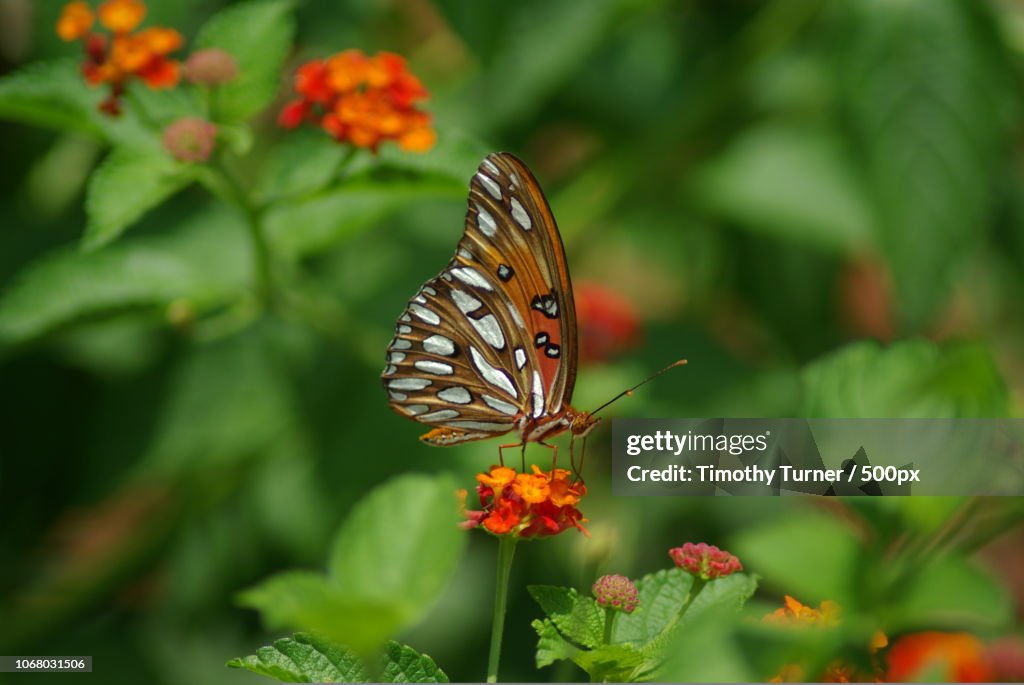 Butterfly on flower close-up