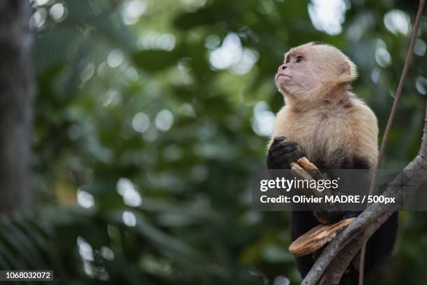 quepos, costa rica - capuchin monkey stock pictures, royalty-free photos & images