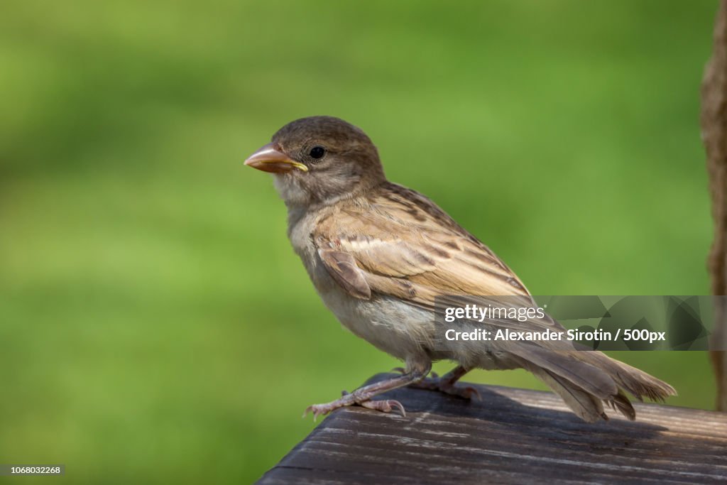 Bird In Profile Profile View Of Sitting Bird High-Res Stock Photo - Getty Images