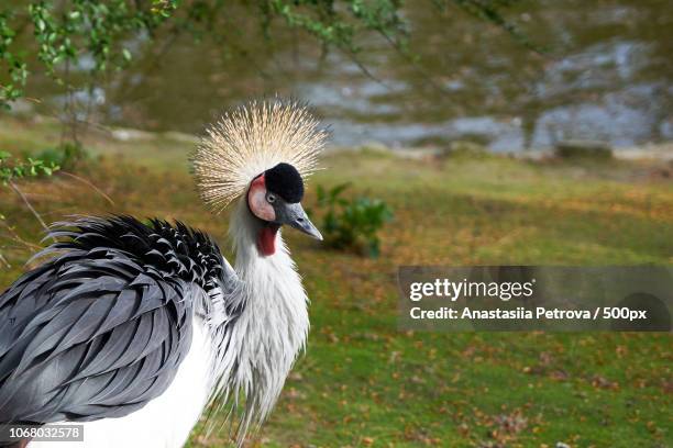 bird in the wild - anastasiia petrova stockfoto's en -beelden