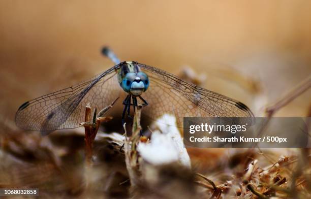 close-up dragonfly (anisoptera) - mangalore fotografías e imágenes de stock