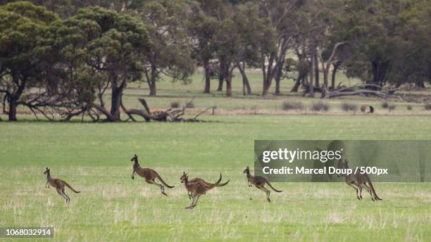 moora, australia - kangaroo jump stock pictures, royalty-free photos & images