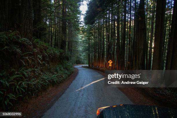 pov of dark, mysterious gravel road through evergreen redwood forest showing hood of toyota 4runner hood and sharp turn sign light up with headlights from car. - road light trail stock pictures, royalty-free photos & images