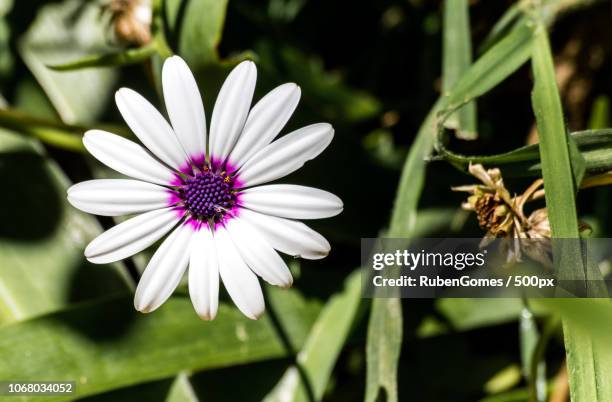 flower with white petals - angelica gomes - fotografias e filmes do acervo