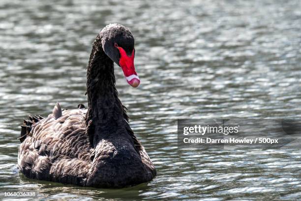 black swimming swan - black swans stock pictures, royalty-free photos & images