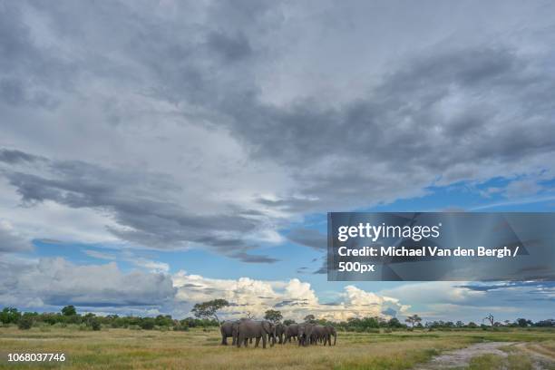 herd of elephants in savannah - chobe national park stock pictures, royalty-free photos & images