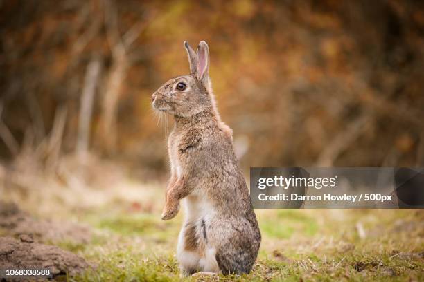rabbit standing on grass looking left - wild rabbits uk stock pictures, royalty-free photos & images