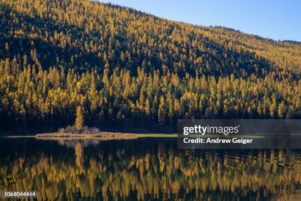 golden yellow larch trees reflecting in calm mountain lake at sunrise. - larch tree fotografías e imágenes de stock