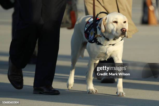 George Busch Labrador Sully Bush Photos and Premium High Res Pictures - Getty Images