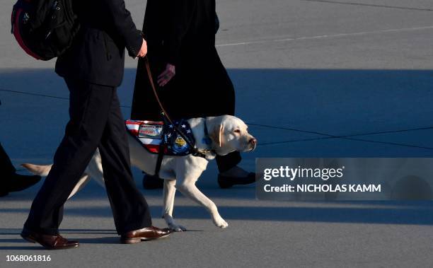 George Busch Labrador Sully George Bush Photos and Premium High Res Pictures - Getty Images