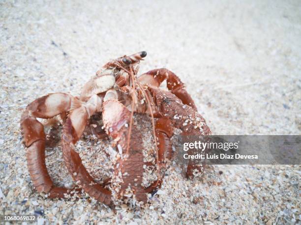 hermit crab without shell - hermit crab bildbanksfoton och bilder