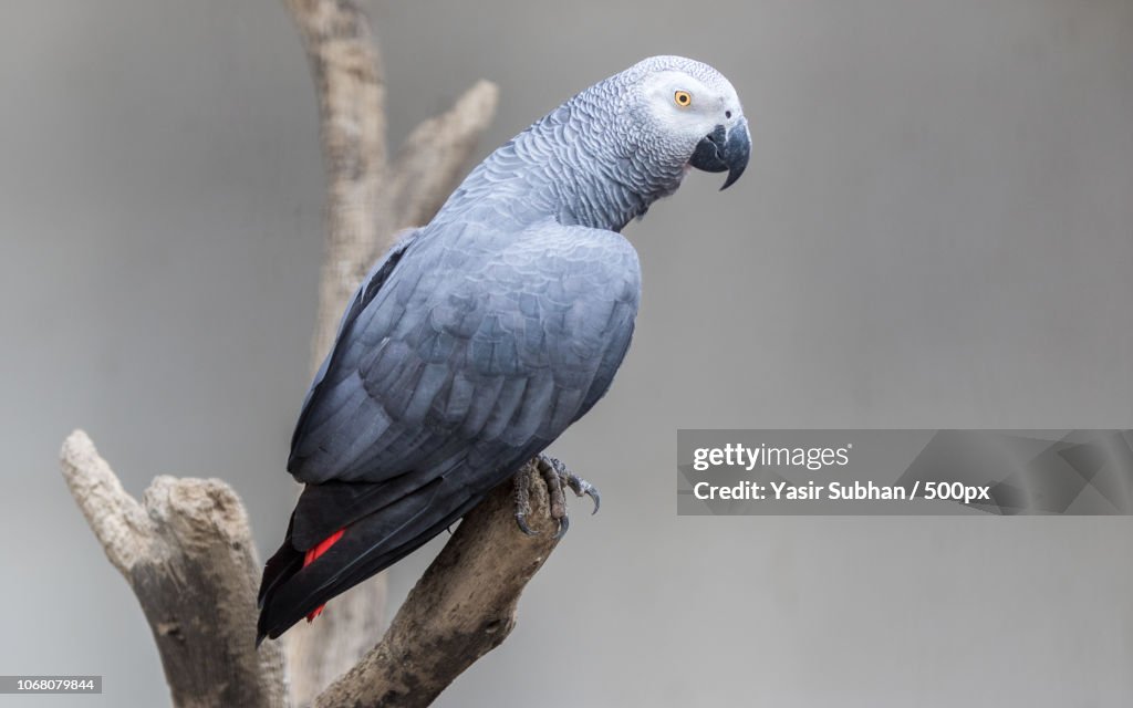 Congo African Grey Parrot on tree branch