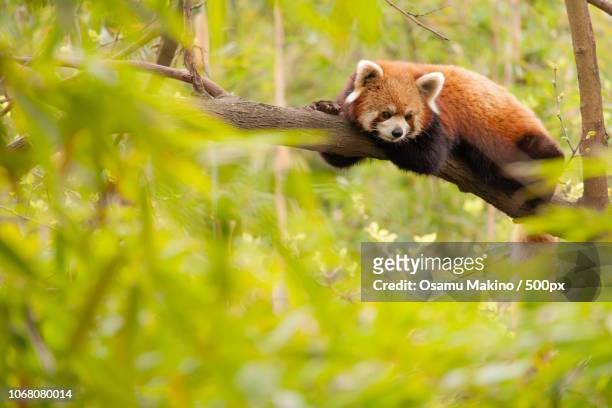 panda in tree - sichuan province stock pictures, royalty-free photos & images