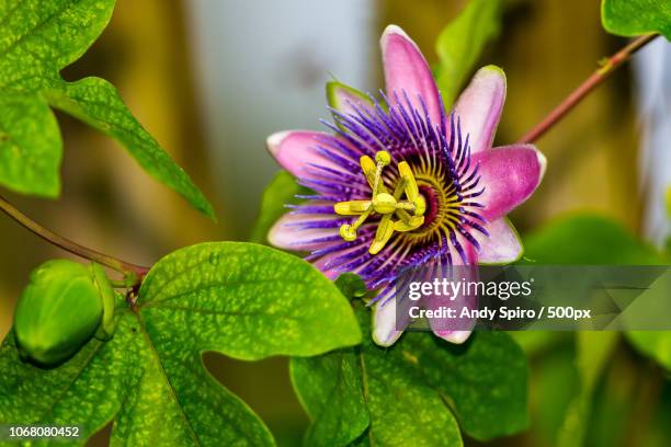 passion flower blooming - spirou stock pictures, royalty-free photos & images