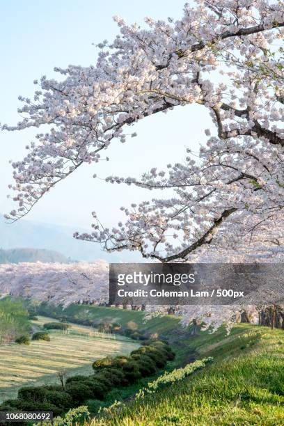 scenic landscape with cherry blossom, kakunodate, akita, japan - akita prefecture stock pictures, royalty-free photos & images