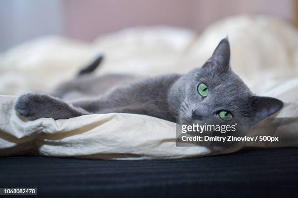 1,134 Russian Blue Cat Photos and Premium High Res Pictures - Getty Images