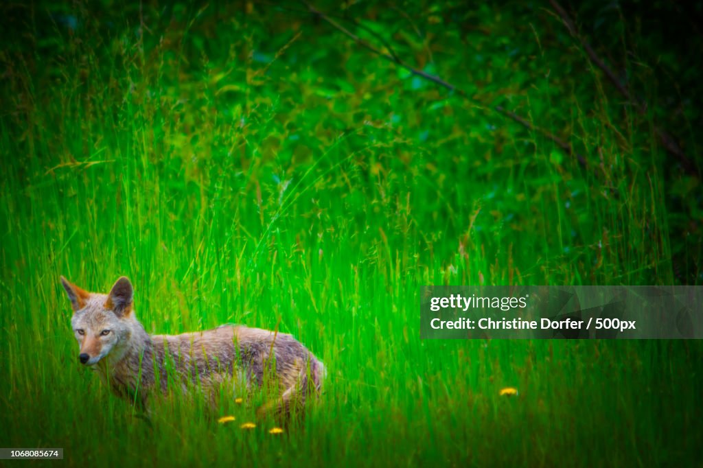 Coyote in grass