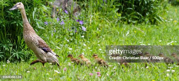 duck and ducklings walking along the grass - animal family stock-fotos und bilder