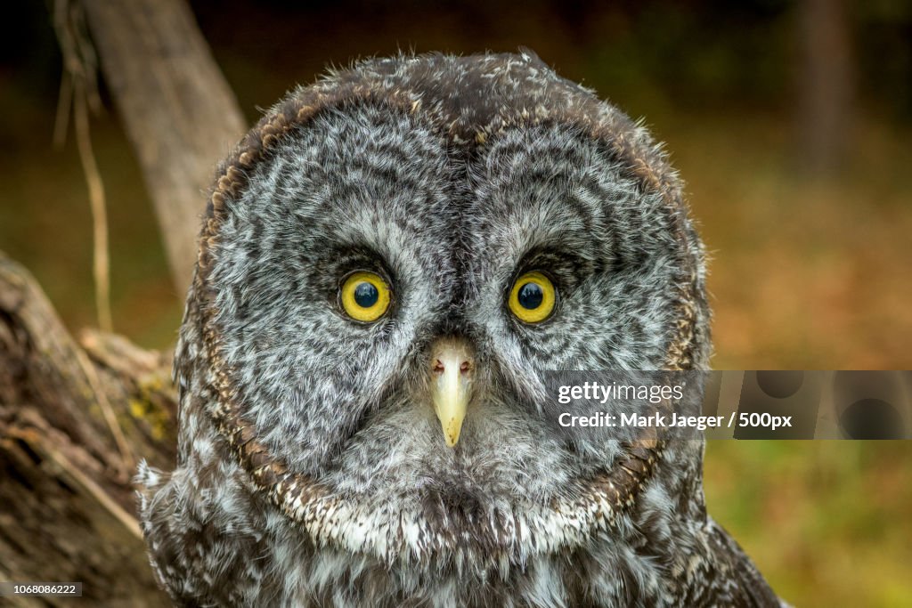 Photo by: Mark Jaeger / 500px