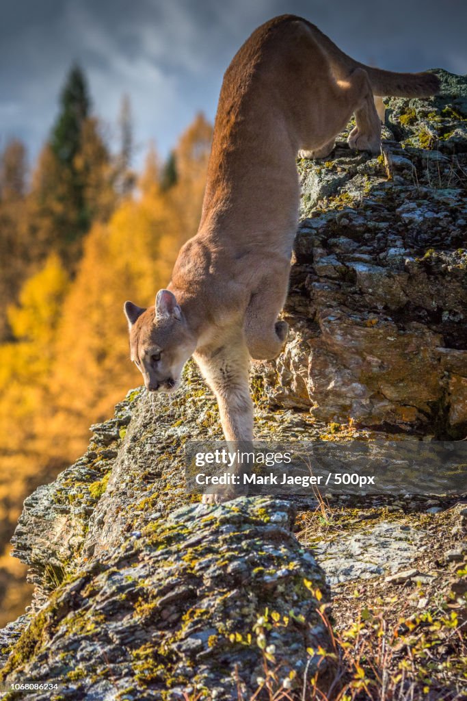 Cougar on rocks