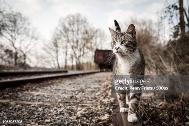 cat walking on railroad tracks - feline fotografías e imágenes de stock
