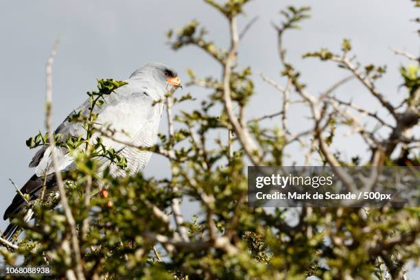 Predatory Ridable Birds Predatory Birds Photos and Premium High Res Pictures - Getty Images
